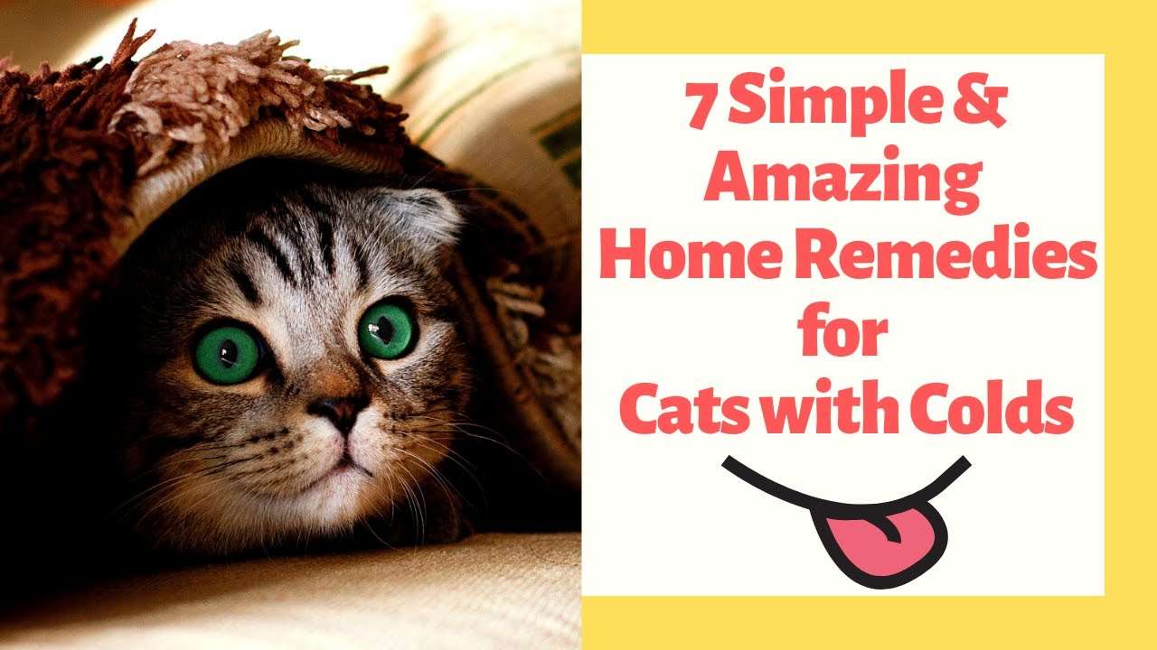 7 Simple &  Amazing Home Remedies for Cats with Colds