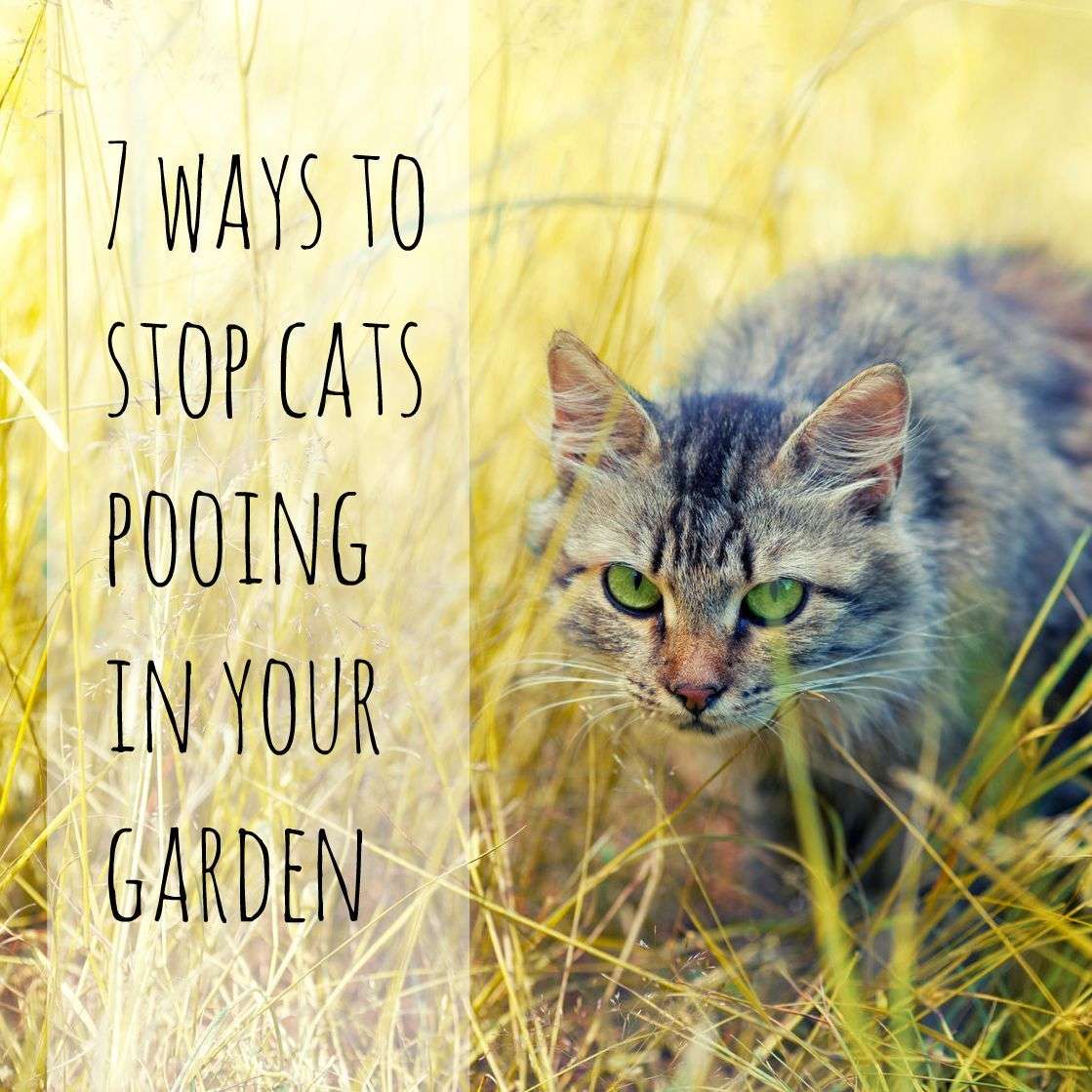 7 ways to stop cats pooing in your garden. Tips for ...