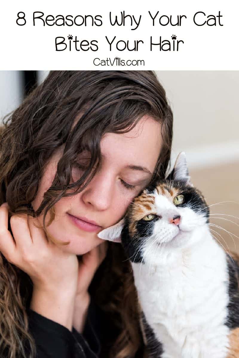 8 Intriguing Answers to "Why Does My Cat Bite My Hair?"