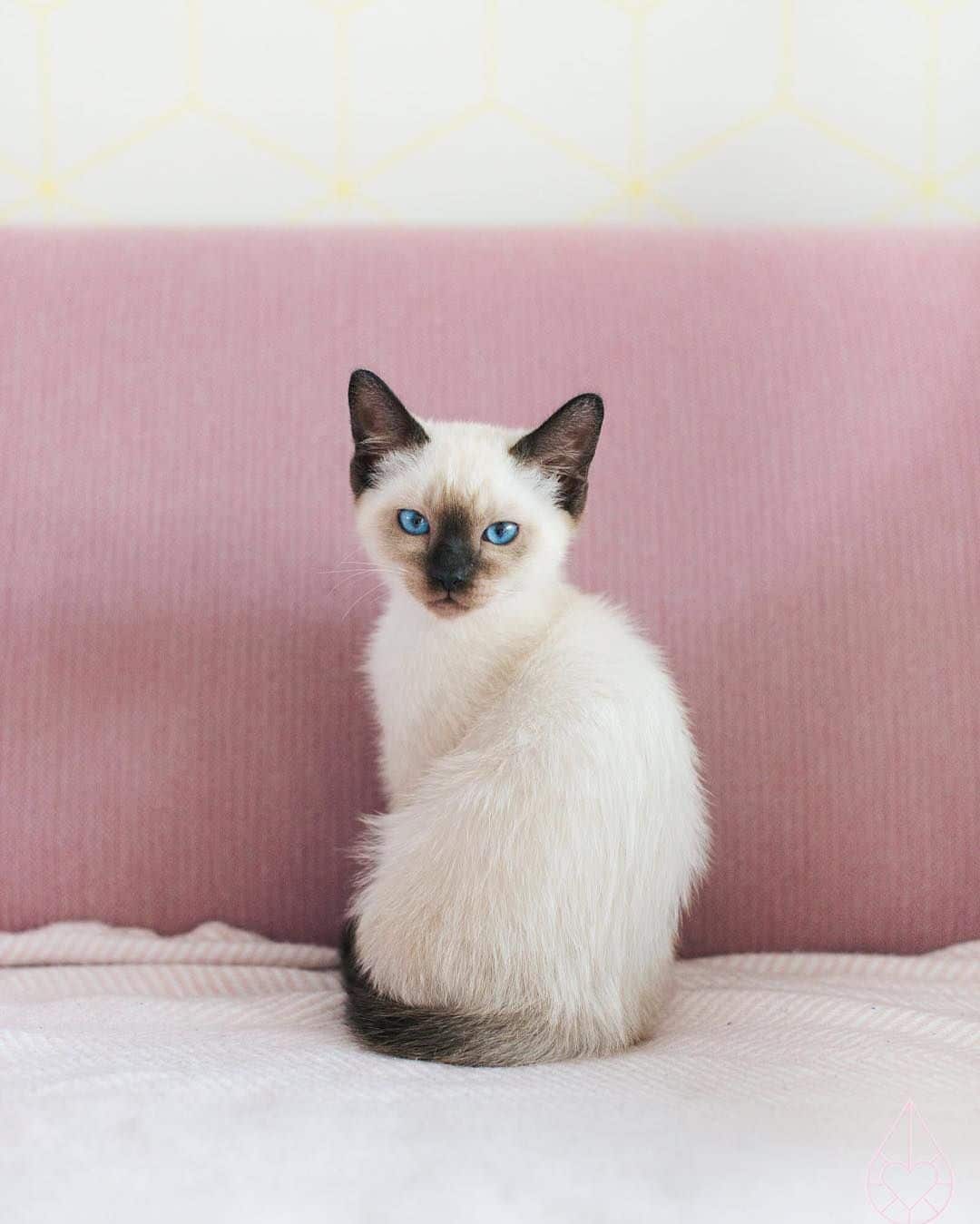 8 Latest Tips You Can Learn When Attending Balinese Kittens For Sale ...