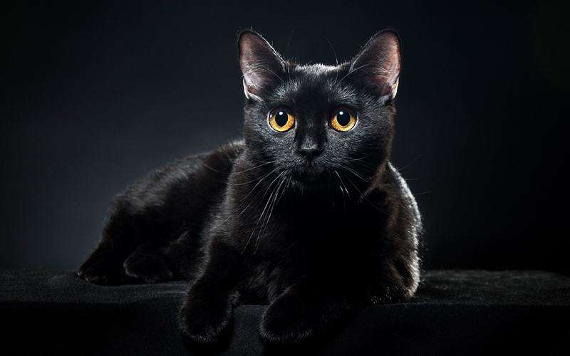 8 Popular Black Cat Breeds (With Pics) Find Out Your ...