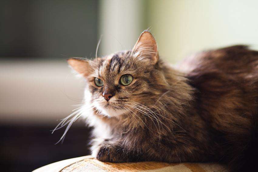8 Reasons To Adopt an Older Cat for Adopt a Senior Pet ...