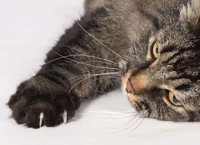 8 Reasons Why Declawing Is Bad (And What to Do Instead)