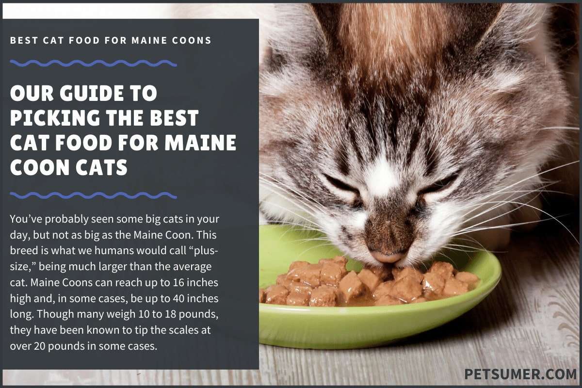 9 Best Cat Food for Maine Coon Cats In 2020