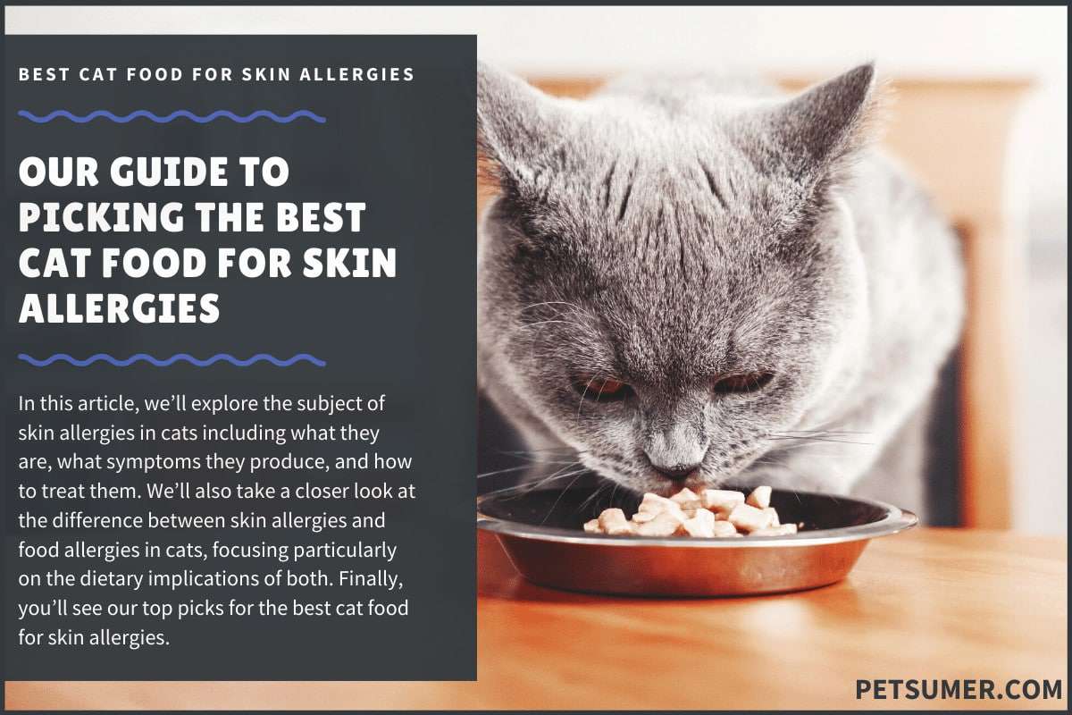 9 Best (Highest Quality) Cat Foods for Skin Allergies