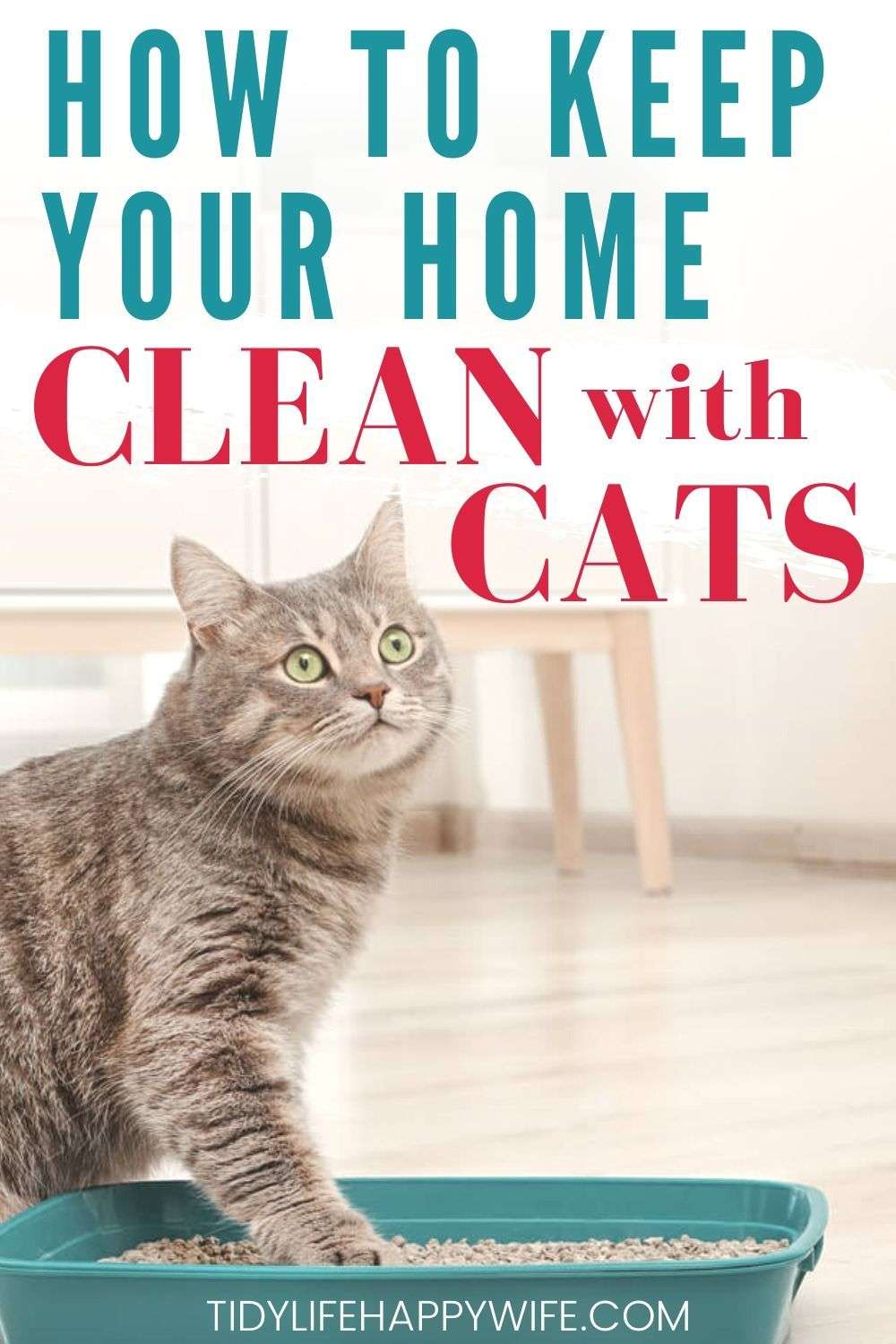 9 Essential Tips to Keep Your House Clean with Cats