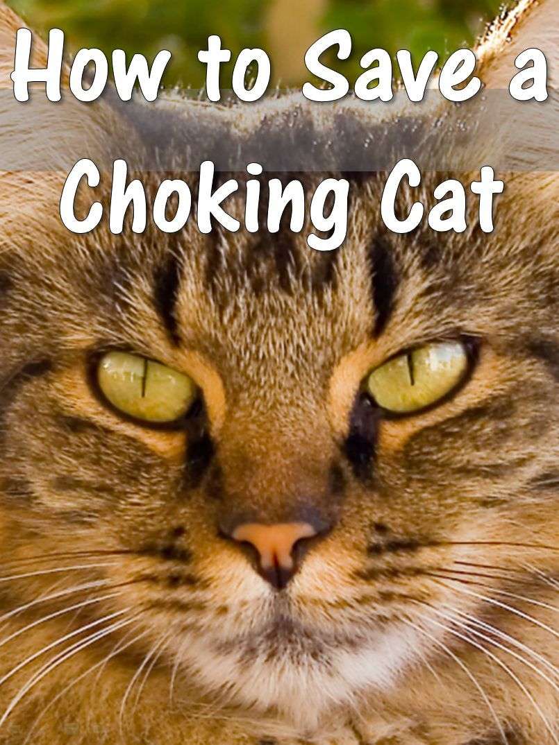 A choking cat needs to be approached cautiously and may ...