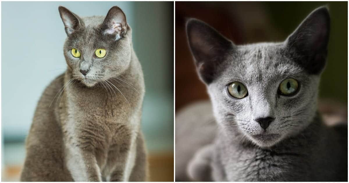 A Fun Collection Of Facts About The Russian Blue Cat Breed ...