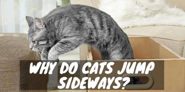 A Leap to the Left: Why Do Cats Jump Sideways?