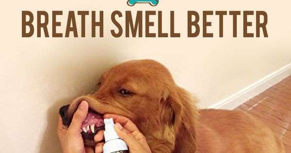 A Natural Way to Make Your Dog