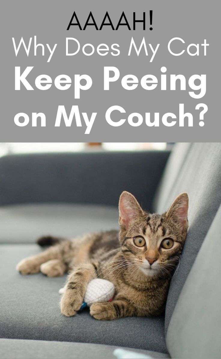 AAAAH! Why Does My Cat Keep Peeing on My Couch?