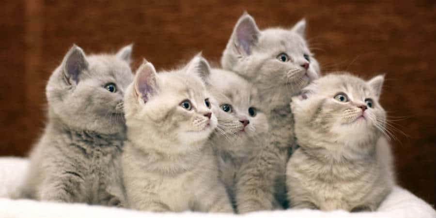 Adding Up the New Additions: How Many Kittens Do Cats Have ...
