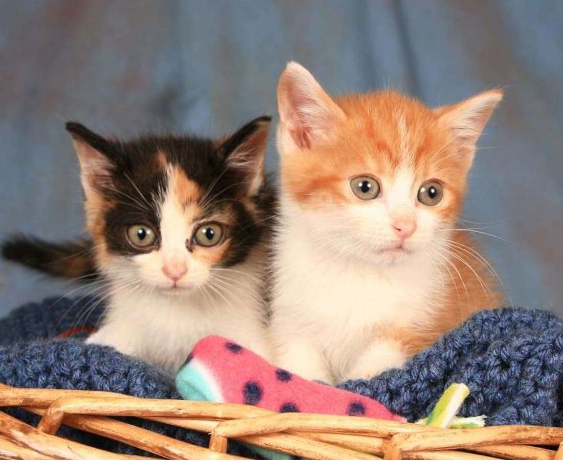 Adoption Caturday: Toms River Shelter Offers Cat Adoption Special ...