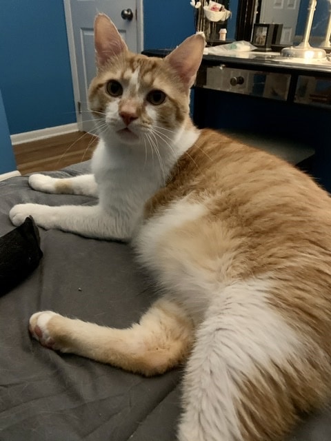 Adorable Orange Tabby Cat For Adoption in Columbus Ohio