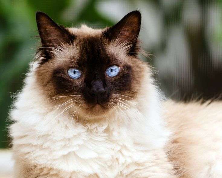 All About Himalayan Cats (The Much Loved Hybrid Breed ...