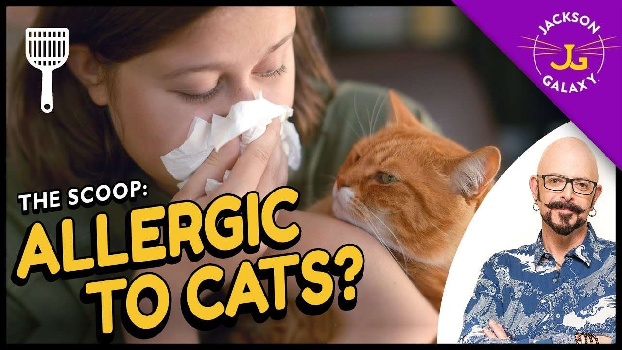 All you need to know about cat allergies &  what you can do ...