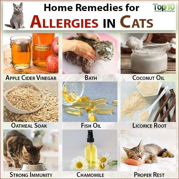 Allergies in Cats: Symptoms, Prevention and Home Remedies ...