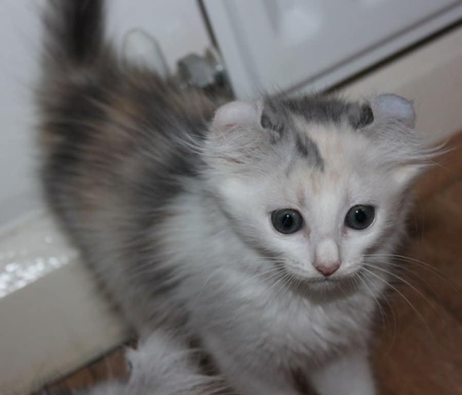 American Curl Kittens For Sale Offer 270