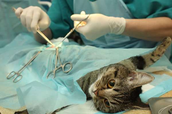 And Now, 6 Boneheaded Myths About Early Spay and Neuter ...