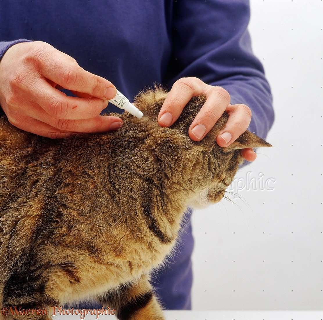 Applying flea treatment to a cat photo WP13225