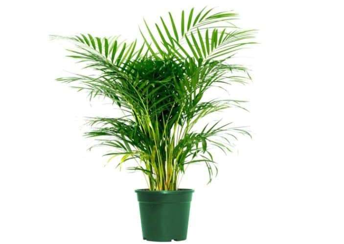 Are Areca Palms Safe for Cats or Toxic?