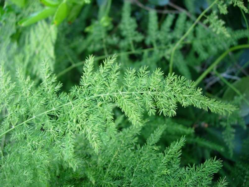 Are Asparagus Ferns Poisonous To Cats?