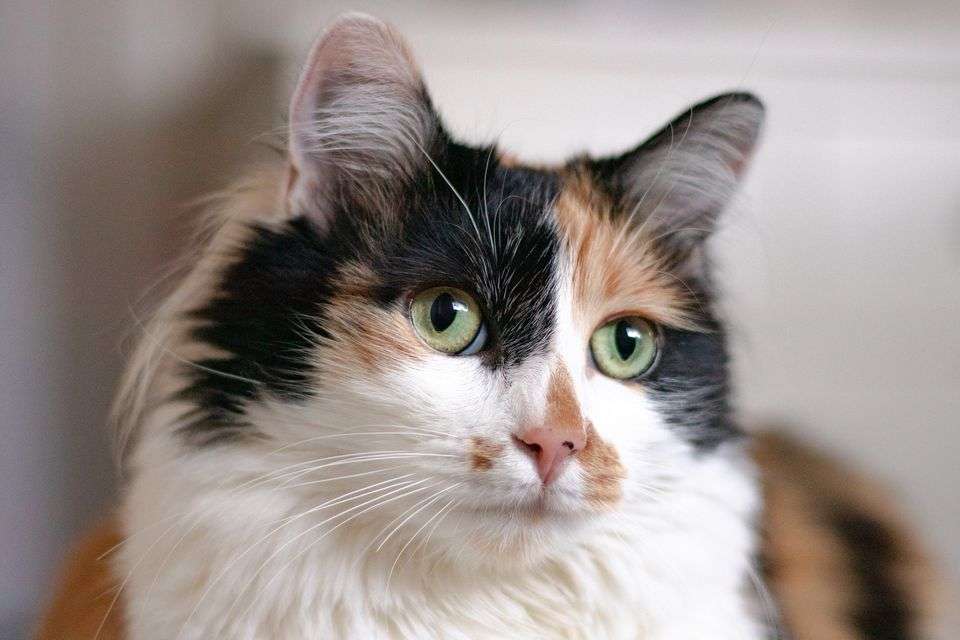 Are Calico Cats Always Female?