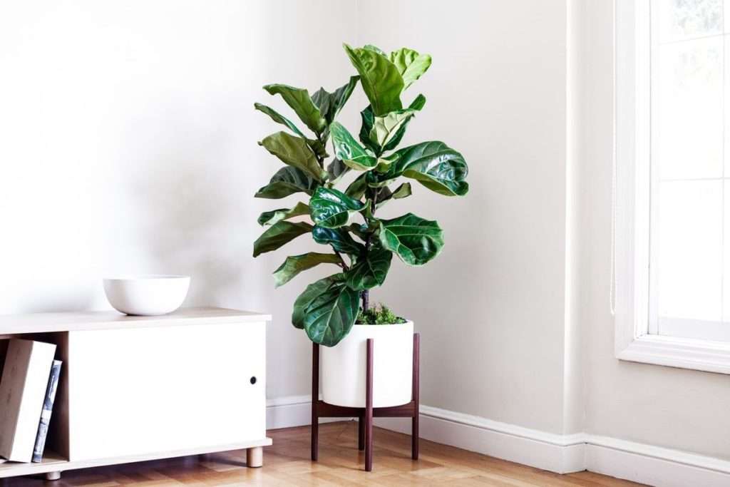 Are Fiddle Leaf Figs Toxic To Cats?