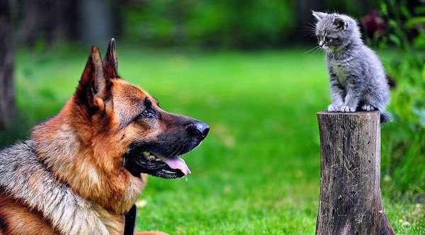 Are German Shepherds good With cats?