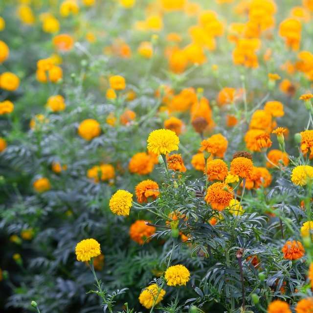 Are Marigolds Toxic To Cats and Dogs?