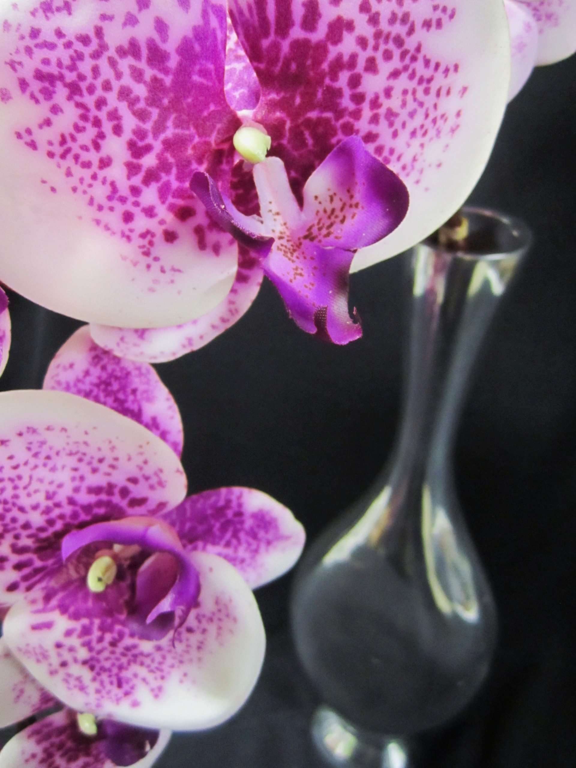 Are Mystique Orchids Poisonous To Cats
