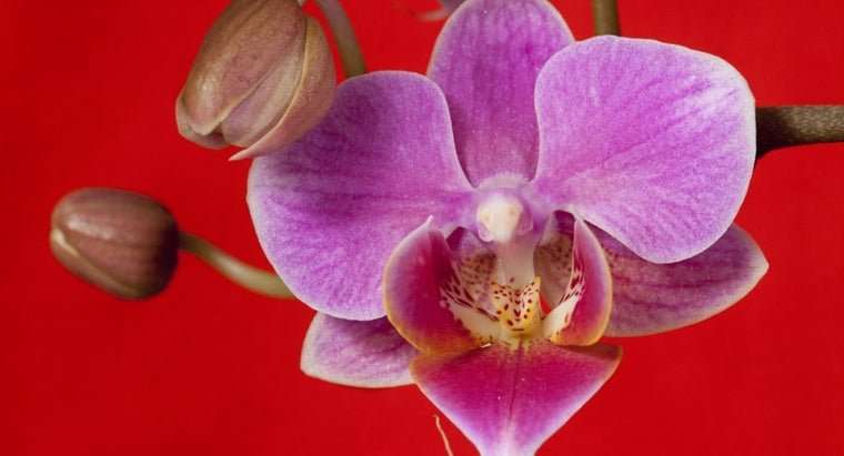 Are Orchids Poisonous?