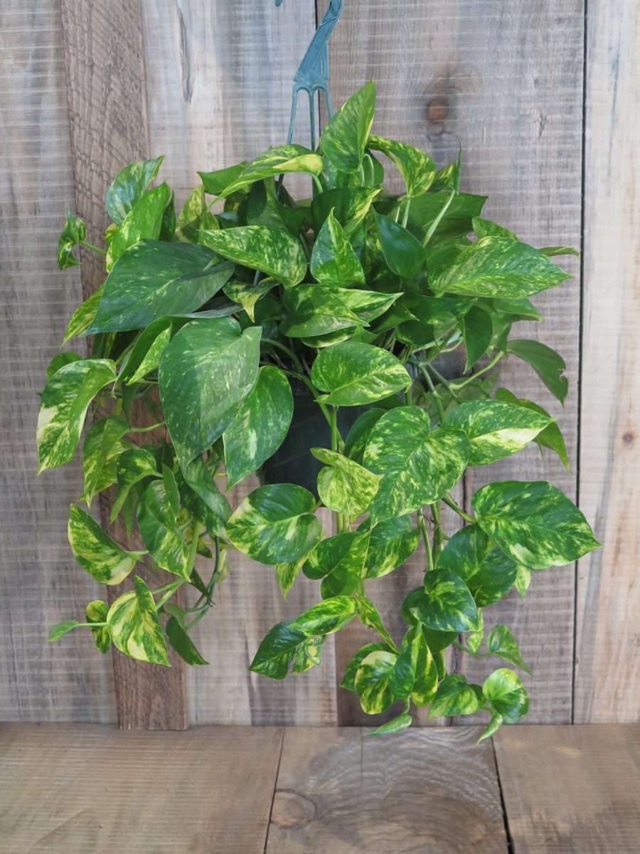 Are Pothos Plants Toxic To Cats
