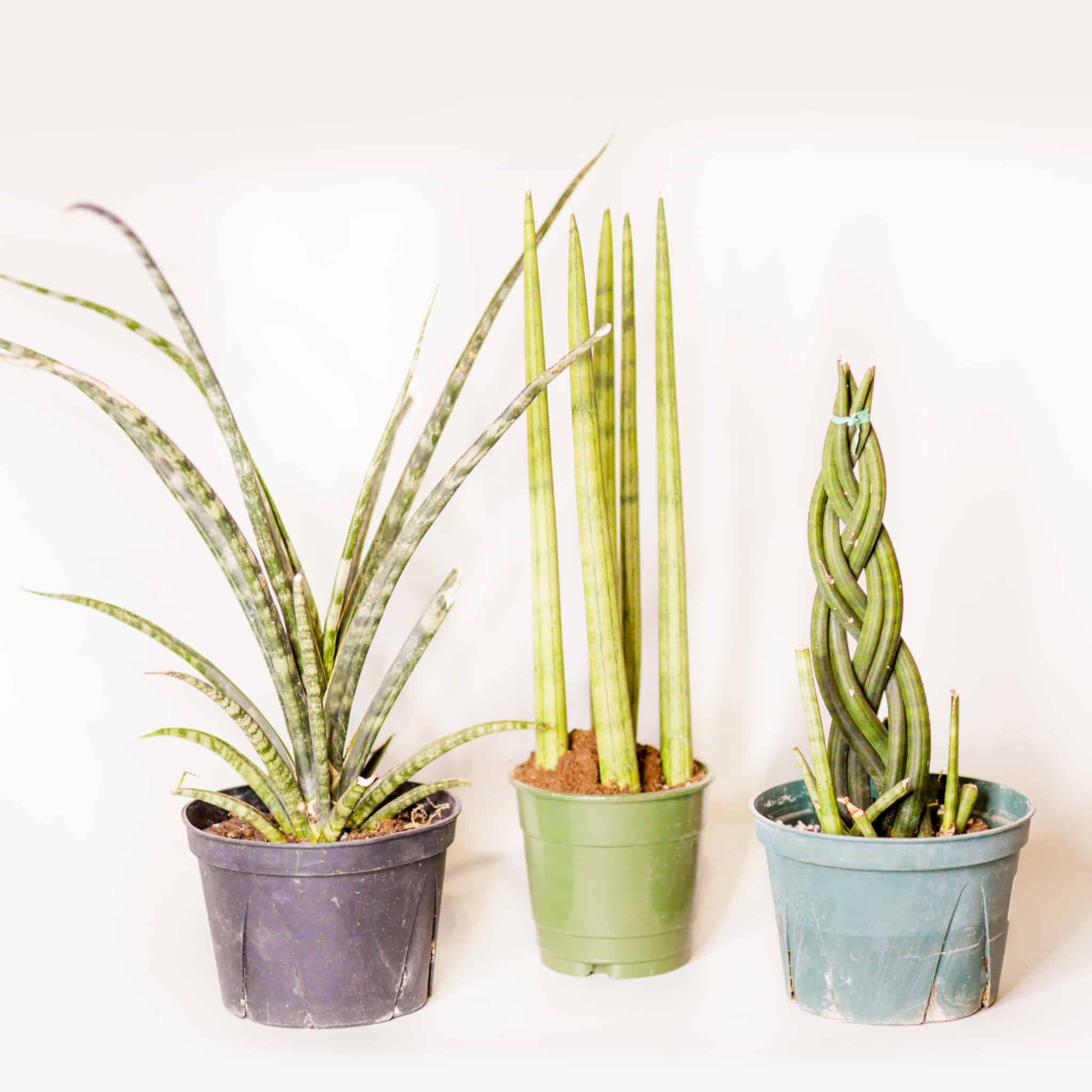 Are Snake Plants Poisonous To Cats And Dogs