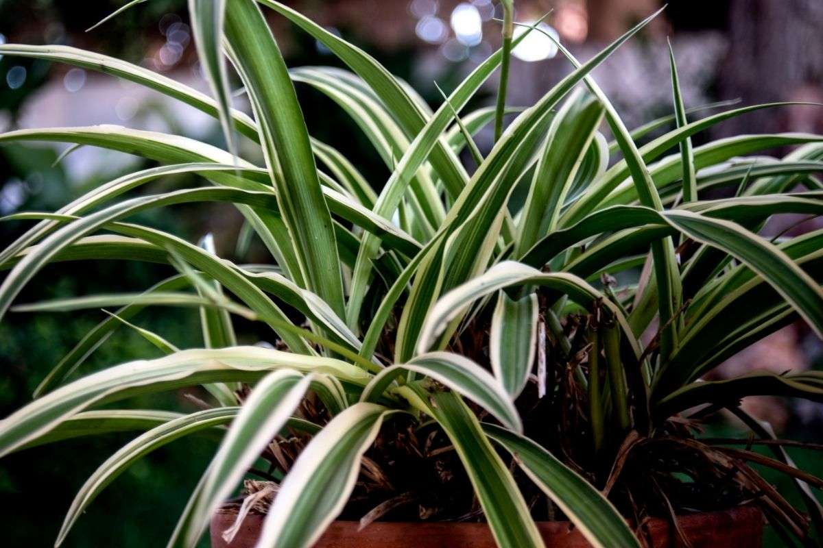 Are Spider Plants Poisonous to Cats, Dogs and Humans?