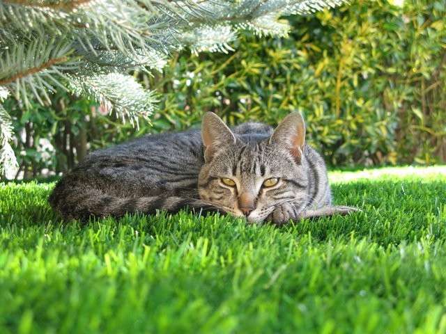Artificial Grass &  Cats  All Your Questions Answered