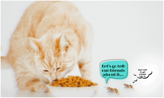 â« [SIMPLE METHODS] HOW To KEEP Cat FOOD SAFE From ANTS