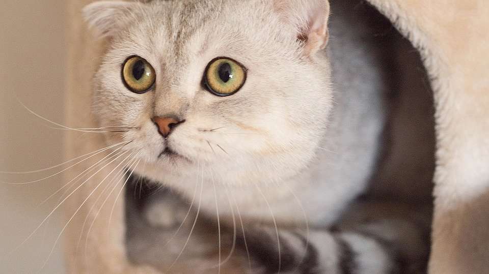 Ask A Vet: Why Does My Cat Stare At Me?