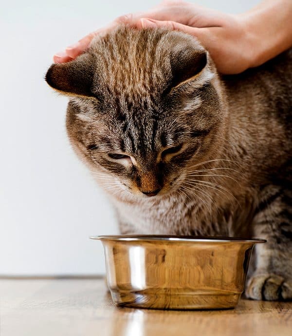 Ask a Vet: Why Would a Cat Stop Eating?