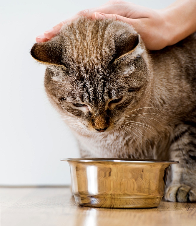 Ask a Vet: Would You Recommend Wet Food or Dry Food for Cats?