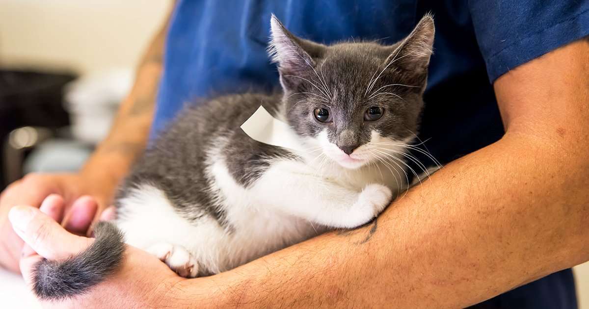 ASPCA Spay/Neuter Clinic for Rescue Professionals