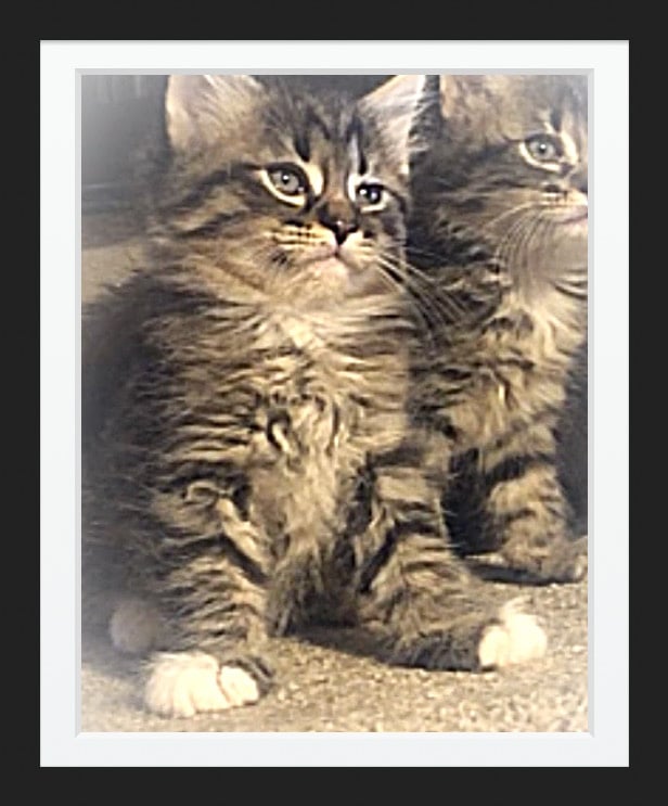 Available Kittens â Maine Coon Kittens For Sale Seattle WA