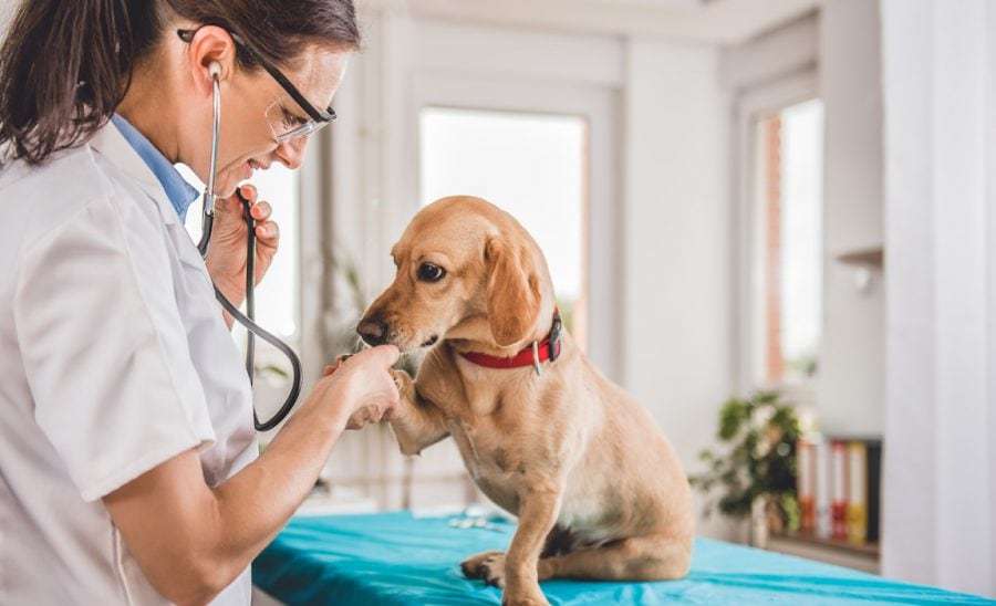 Average Cost of Vet Visit for Dog: What Should I Expect to ...