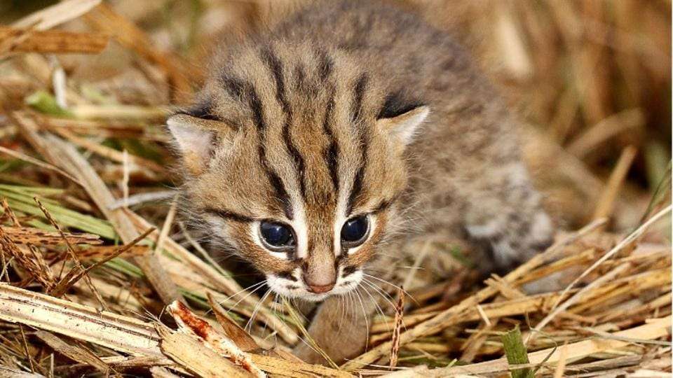 Baby Rusty Spotted Cat For Sale