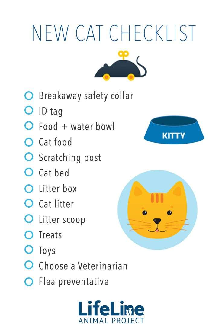 Be prepared when you bring home your new adopted cat with ...