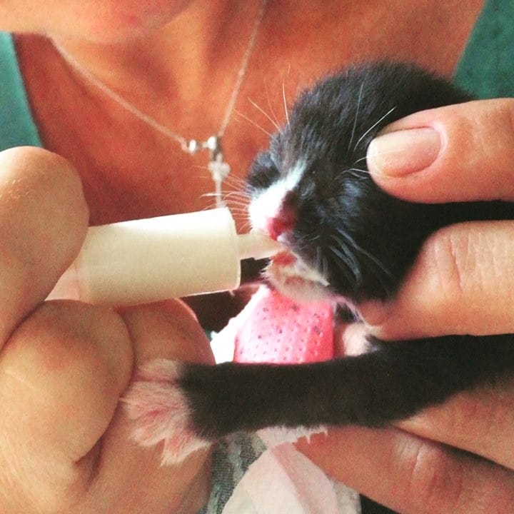 Beautiful baby kitten feeding