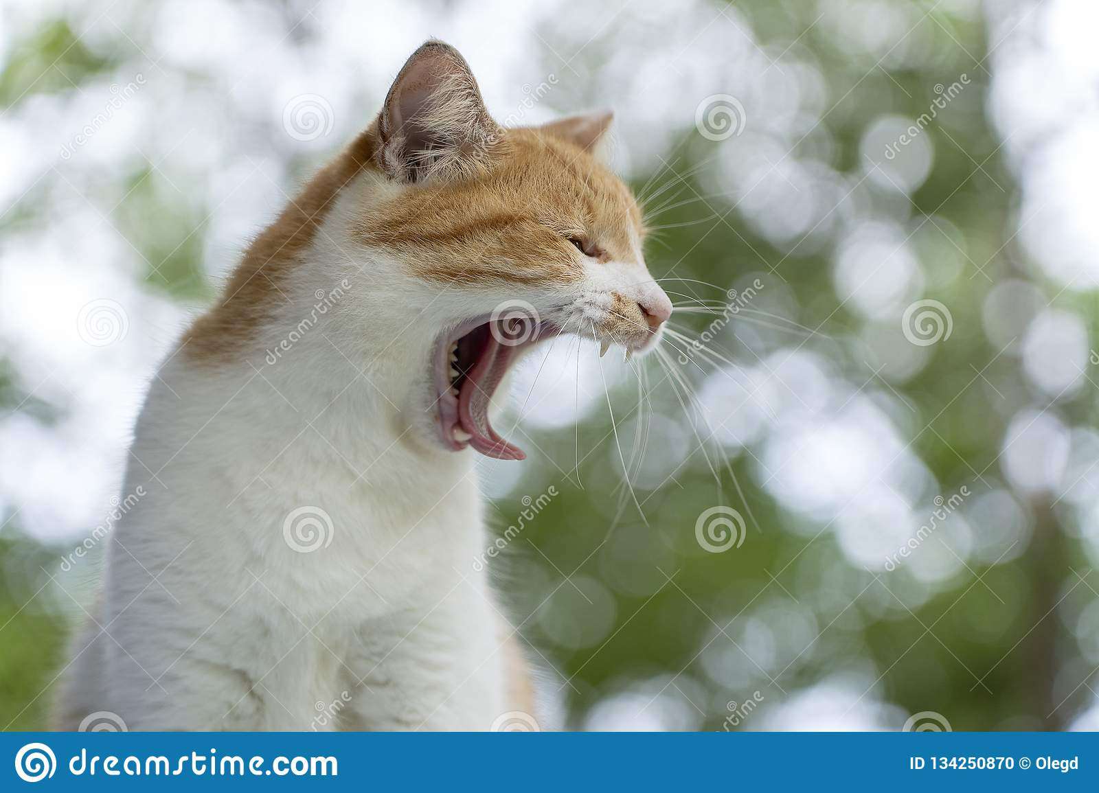 Beautiful Domestic Cat Yelling, Closeup. Nature Background. Open Mouth ...