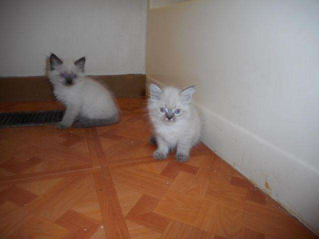 Beautiful Himalayan kittens 8 weeks ready to go! for Sale in Bath, New ...