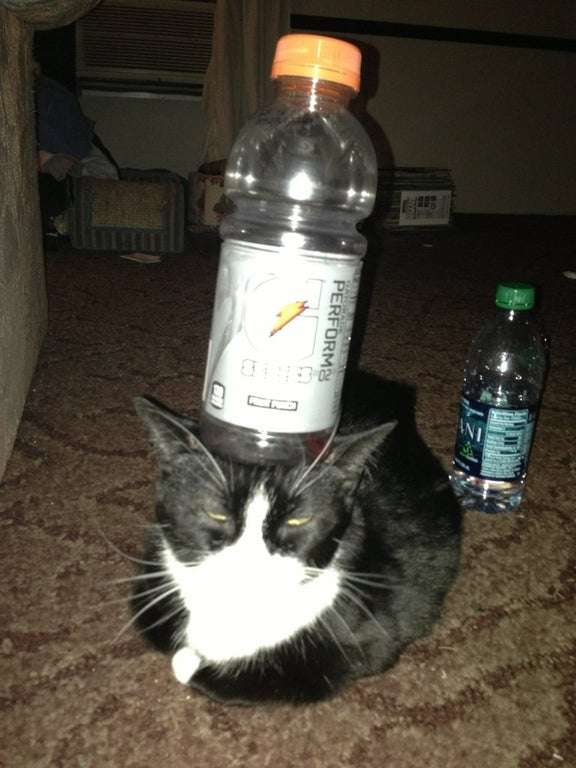 Behold, my cat can balance this Gatorade bottle upon her ...