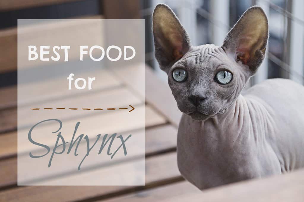 Best Cat Food for Sphynx Cats {Guide + Reviews}